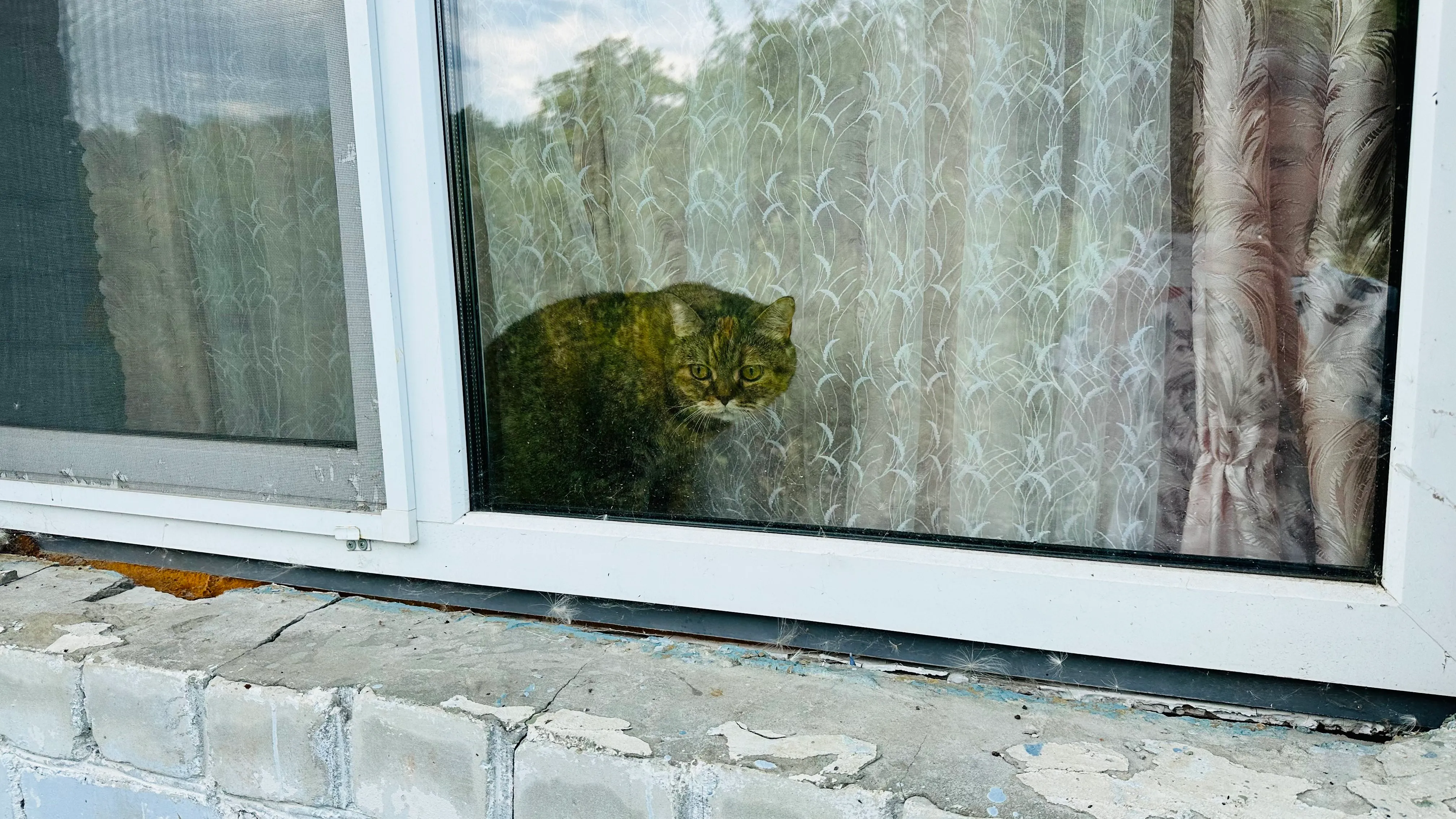 Кот